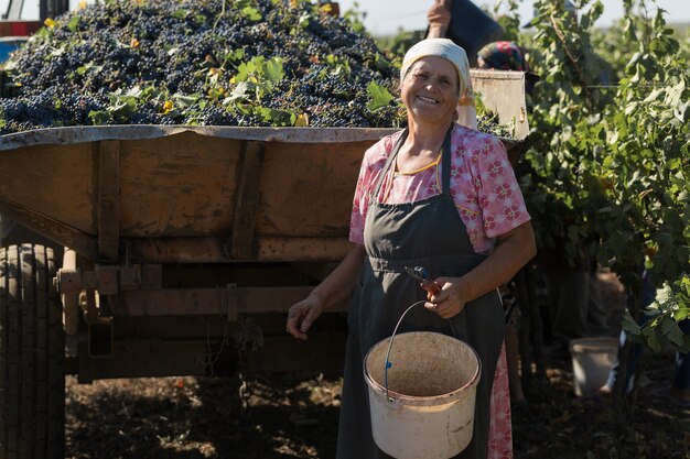 Taraclia, Moldavie, 15/09/2020. Les agriculteurs récoltent les raisins d'un vignoble. Récolte d'automne.