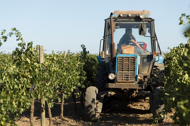 Taraclia, Moldavie, 15/09/2020. Les agriculteurs récoltent les raisins d'un vignoble. Récolte d'automne.