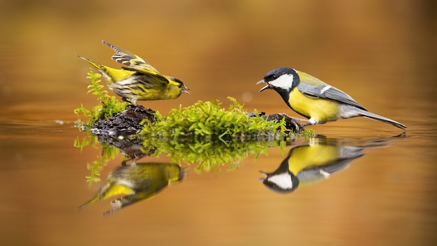 Tarin eurasien et mésange charbonnière se disputant la tache dans la piscine.