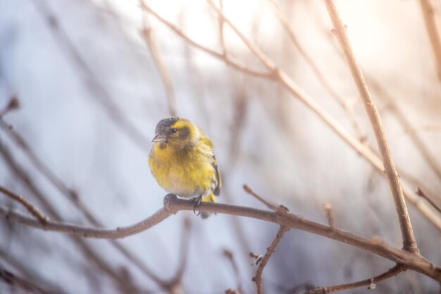 Tarin d'oiseau coloré assis sur une branche d'hiver