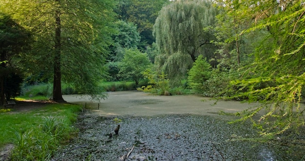 le tarn envahi dans le Liliental