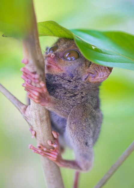 Photo tarsier caché sous les feuilles