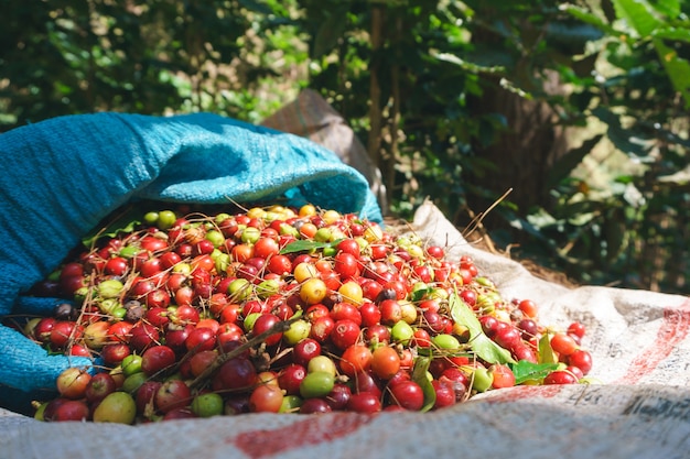 Tas de baies de café