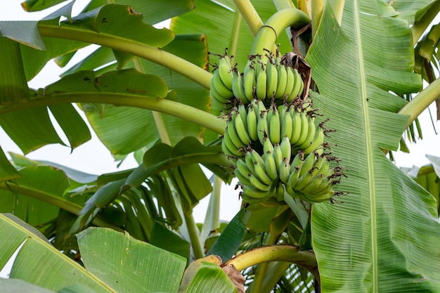 Un tas de bananes vertes biologiques fraîches poussant sur l'arbre dans le jardin