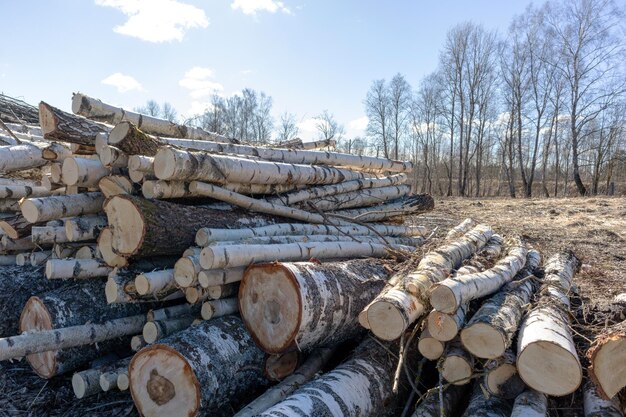 Un tas de bois de bouleau scié au bord de la route