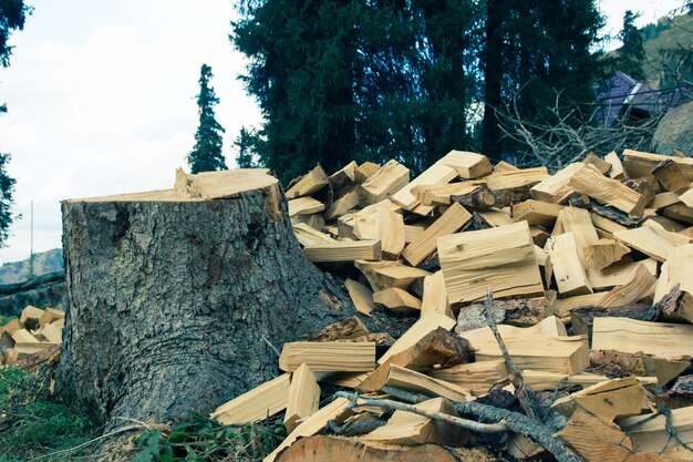 Un tas de bois de chauffage à côté d'un arbre scié. Grosse souche.