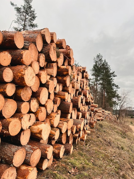 Tas de bois de chauffage gros plan Tas de bois de chauffage frais préparé pour l'hiver