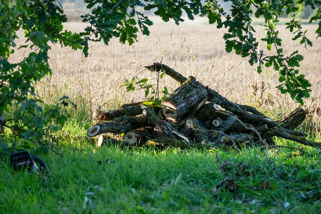 un tas de bois est posé sur l'herbe