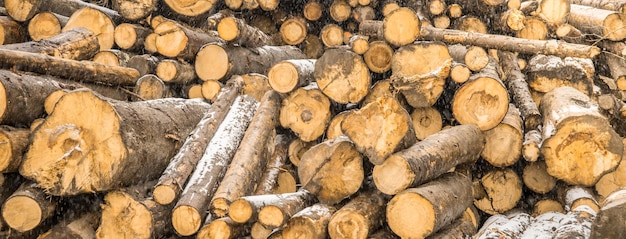 Tas de bois formant un mur. Problèmes d'écologie et de déforestation dans la nature.