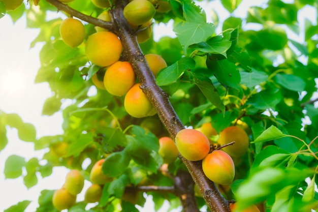 Un tas de branche d'abricots mûrs au soleil