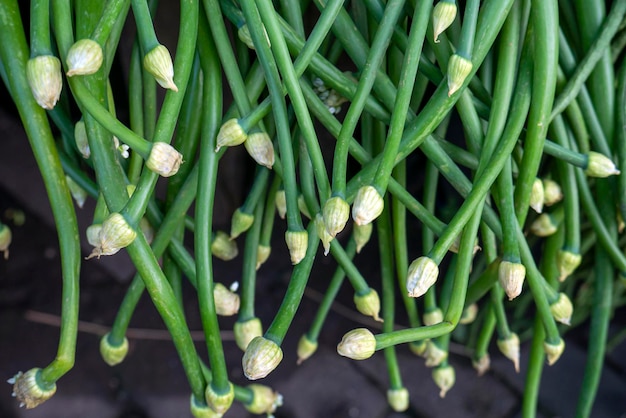 Un tas de Bunga Bawang ou fleur d'oignon dans le marché traditionnel de Yogyakarta Indonésie