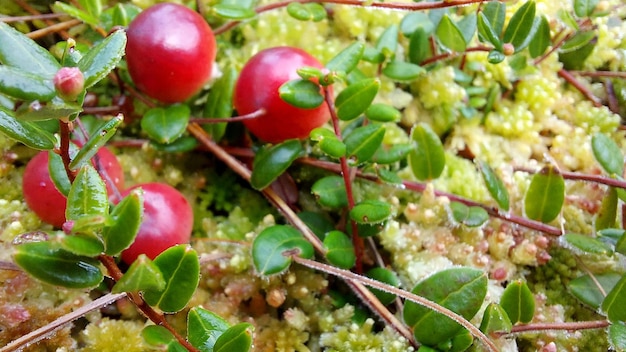 Le tas de canneberges rouges à l'automne dans le marais, gros plan