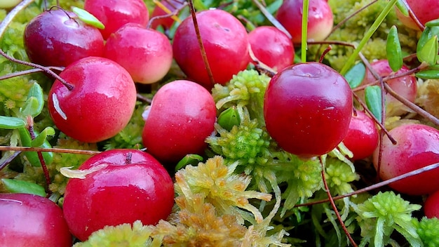 Le tas de canneberges rouges à l'automne dans le marais, gros plan