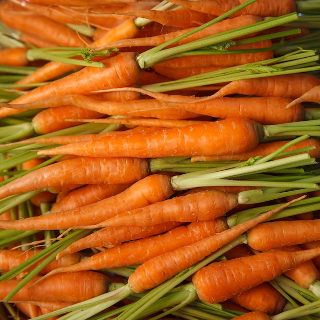 Tas de carottes fraîches et colorées