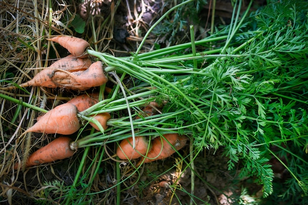 Un tas de carottes fraîches avec des verts sur le terrain. Grandes carottes non lavées sur le fond au sol