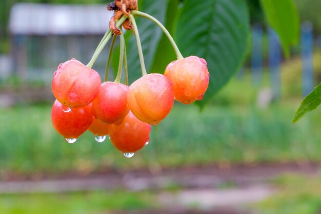 Un tas de cerises douces avec des gouttelettes d'eau sur la branche de l'arbre Gros plan