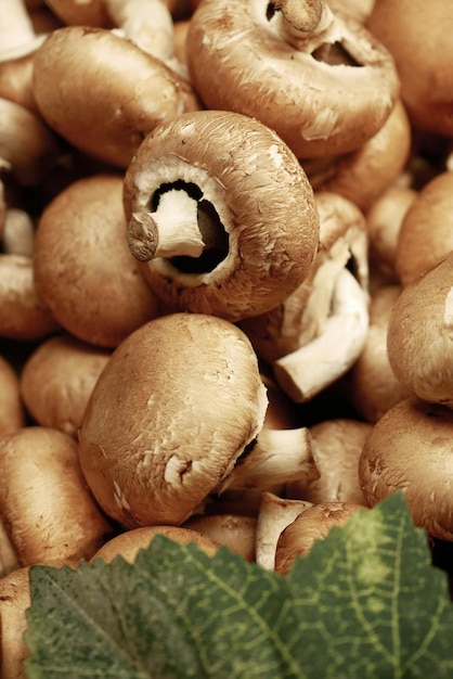 Tas de champignons Champignon close up