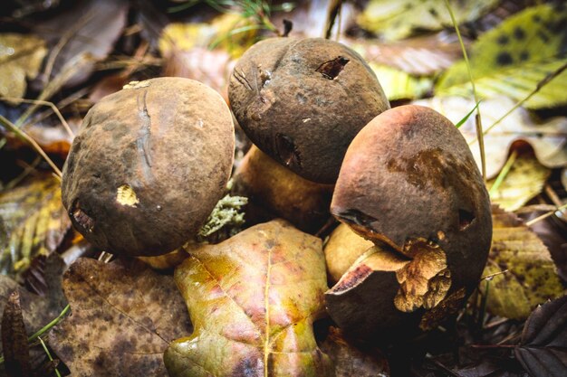 Photo un tas de champignons avec le mot 