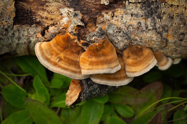 Un tas de champignons de queue de dinde sur le vieux tronc parmi les feuilles