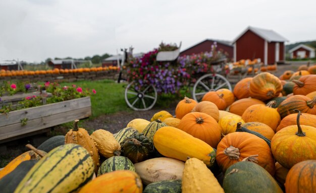 Photo tas de citrouilles à vendre