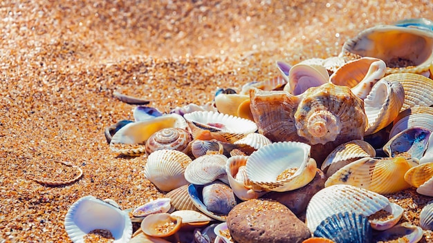 Un tas de coquillages sur la plage