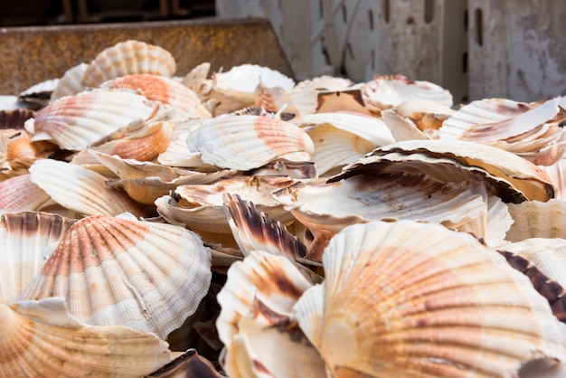 Tas de coquilles Saint-Jacques comme résidus dans un récipient en métal