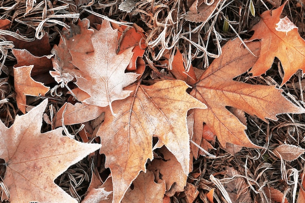 Tas de différentes feuilles sèches sous les pieds