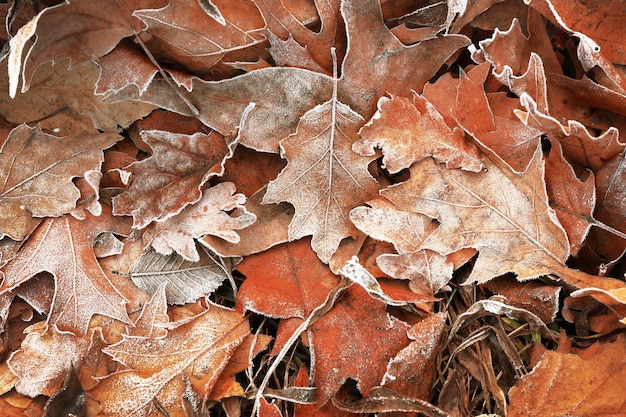 Tas de différentes feuilles sèches sous les pieds