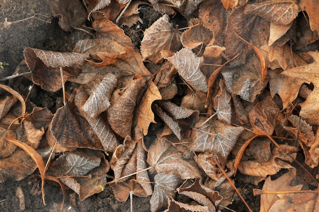 Tas de différentes feuilles sèches sous les pieds