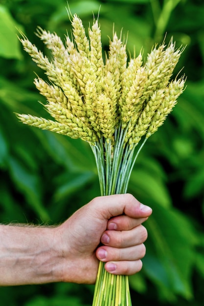 Un tas d'épillets de blé dans une main