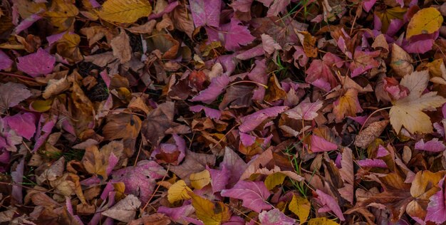 Un tas de feuilles d'automne sur le sol