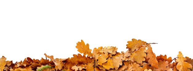 Tas de feuilles de chêne séchées en automne en bordure sur fond blanc