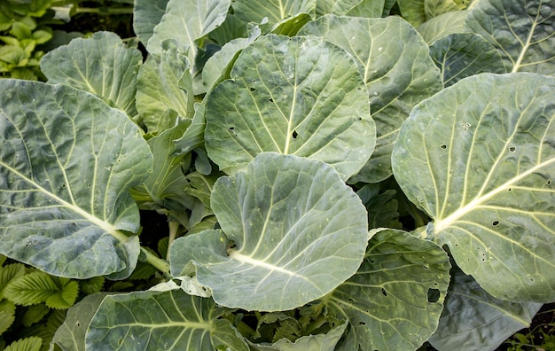 Un tas de feuilles de chou vert frais recueillies et empilées sur le sol assis sur le dessus du fond