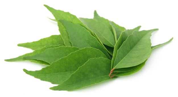 Tas de feuilles de curry sur fond blanc