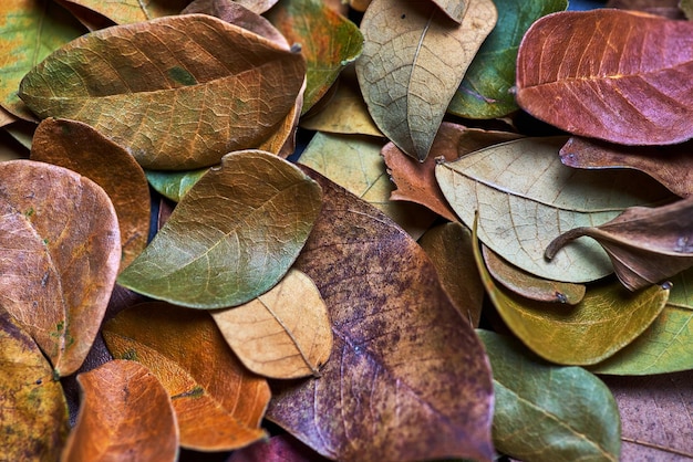 Un tas de feuilles avec la lettre t dessus