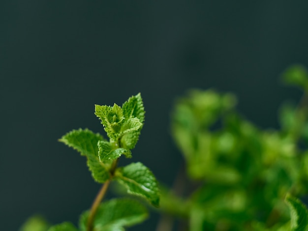 Un tas de feuilles de menthe fraîche sur fond sombre.