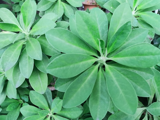 Un tas de feuilles vertes de plante d'euphorbe de haie