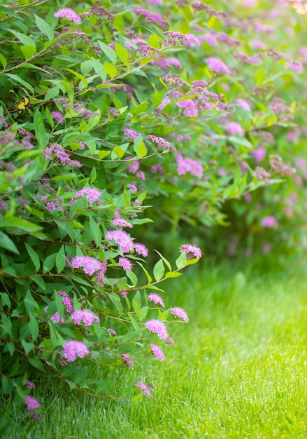 Des tas de fleurs de spirée rose vif dans l'arrière-cour