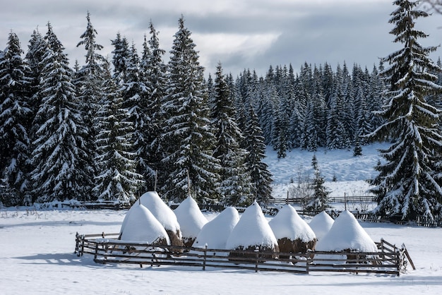 Des tas de foin couverts de neige Scène rurale hivernale dans les montagnes