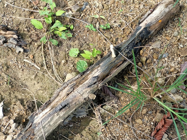 Un tas de fond de bois de chauffage noir