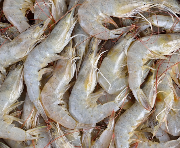 Tas de fond de crevettes fraîches