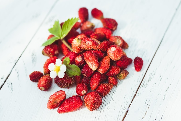 Tas de fraises des bois sur la table en plein air. Focus sur la fleur