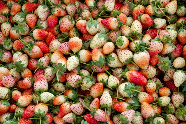 Tas de fraises, fraises fraîches sur le marché des fruits locaux