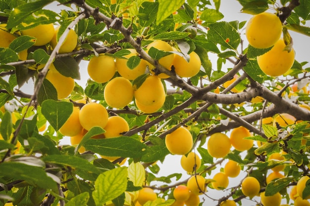 Un tas de fruits jaunes sur un arbre