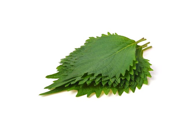 Photo un tas de frutescens de shiso perilla vert frais ou de feuilles d'oba isolées sur un fond blanc