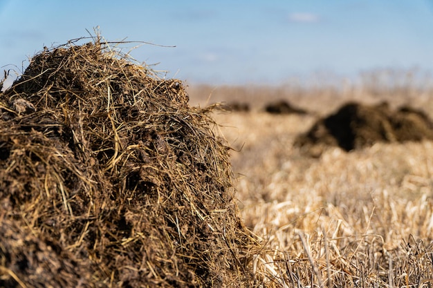 Tas de fumier sur le terrain au début du printemps Agriculture