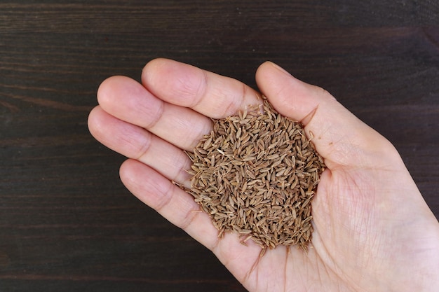 Un tas de graines de cumin séchées dans un palmier sur un fond en bois noir