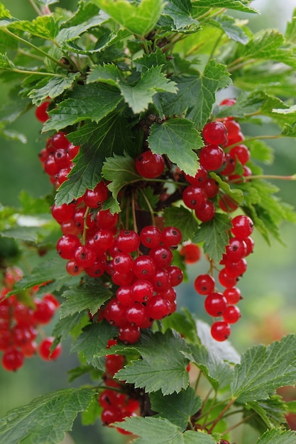 Photo tas de groseilles rouges mûres sur une branche