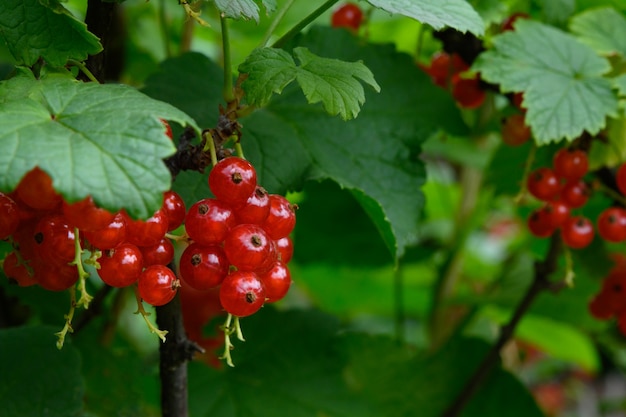 Un tas de groseilles rouges mûres sur un buisson dans le jardin