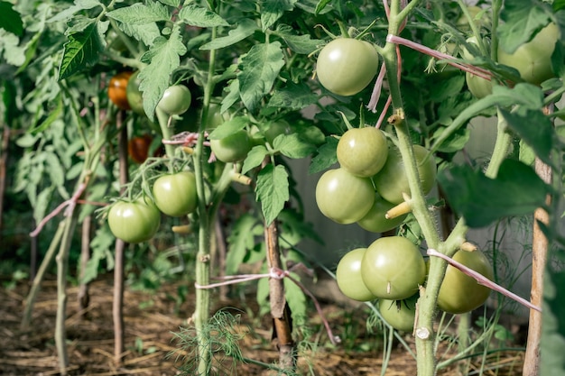 Tas de grosses tomates vertes sur un buisson